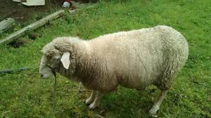 Se vende oveja en tenjo