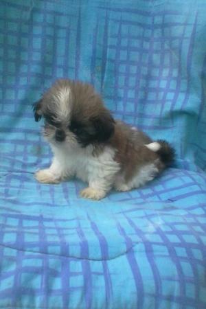 Shihtzu Hembra Mini