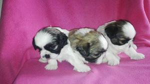 VENTA DE CACHORROS SHIH TZU MACHOS Y HEMBRAS PUROS