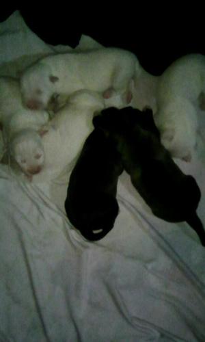 Vendo Cachorros Bulterrier