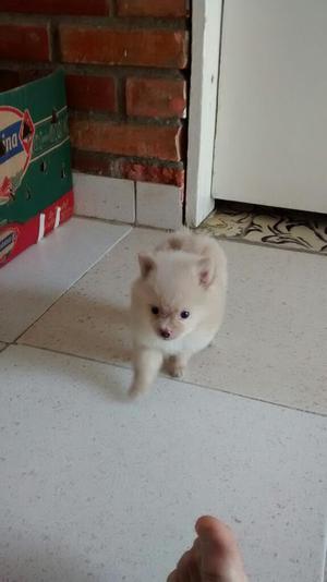 Vendo Cachorros Pomerania Lulu $