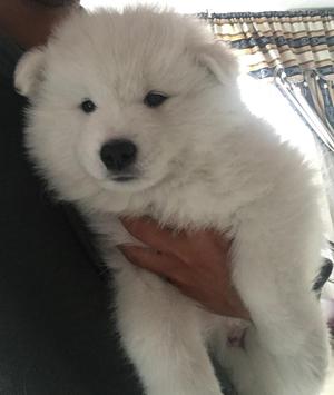 Vendo Cahorro Samoyedo