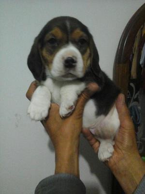 Vendo Hermoso Cachorro Beagle Tricolor