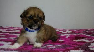 Vendo Hermoso Cachorro Shitzu Mini