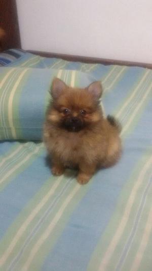 Vendo Pomeranias