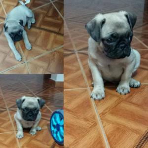 Venta de Perro Pug