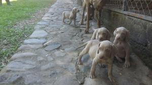 Weimaraner