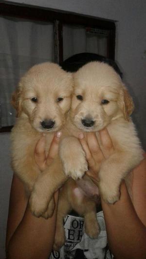 adrables golden retriever