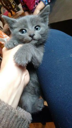 gatos azul ruso disponibles para entregar 55 dias sde