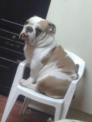 hermoso buldog frances puro garantizado