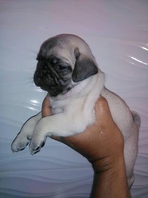 hermoso cachorros de raza pug vacunados