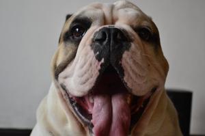 macho bulldog ingles se presta para apareamiento