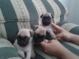 se ofrecen cacchorros pug