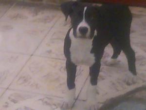 venta de cachorros pitbull