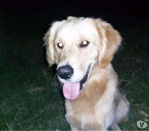 Adopción
