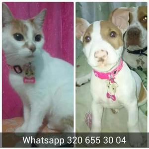 Plaquitas de Identificacion para Mascota - Medellín