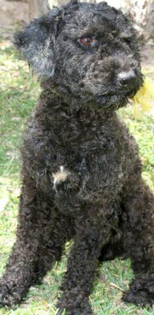 Adopcion French Poodle