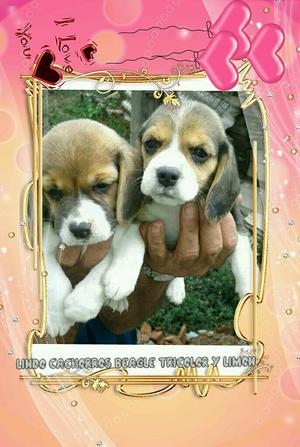 Ala Venta Cachorros Beagles Mini Tricolor y limon