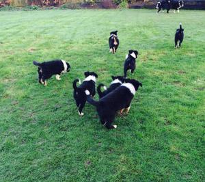 BORDER COLLIE