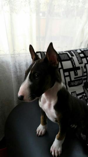 Bullterrier Mini Y Bulldog Ingles.