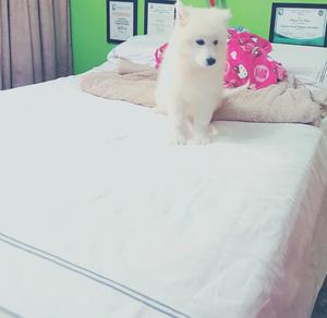 Cachorra. Samoyedo.