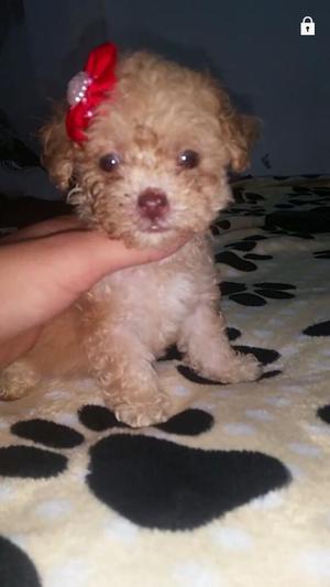 Cachorro Perro French Poodle Minitoy