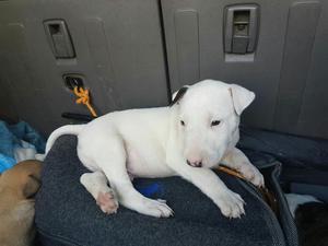 Cachorros Bull terrier