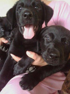 Cachorros Labradores Negros Disponibles