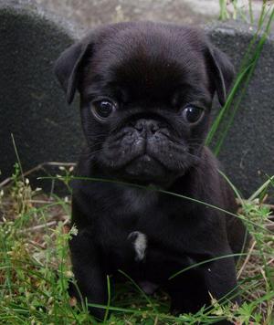 Cachorros Pug