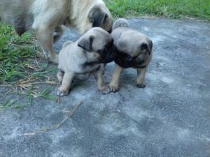 Cachorros Pugs