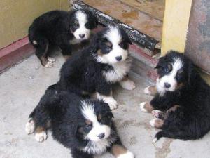 Cachorros bernes de la montaña padres del extranjero con