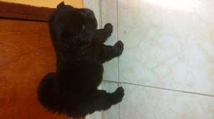 Chow Chow Color Negro