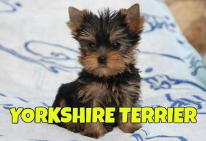 ****DIVINOS YORKSHIRE TERRIER MINIATURA A LA VENTA ****