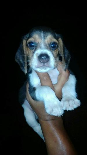 Disponibles cachorros beagles tricolor de CRIADERO