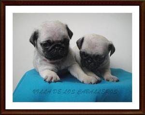 HERMOSOS EJEMPLARES MUY CORRECTOS PUG