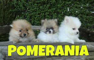 HERMOSOS POMERANIA EN VENTA CERTIFICADOS