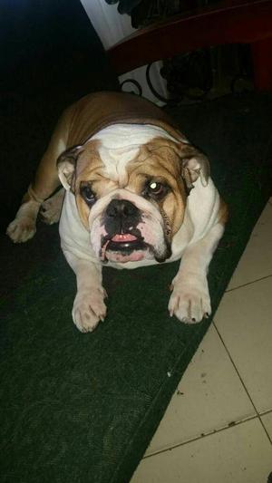 Hermoso Bulldog Inglés para Montas