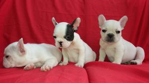 Hermosos Bulldog Francés Fawn