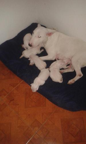 Hermosos Cochorros Terri