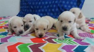 LABRADOR RETRIEVER