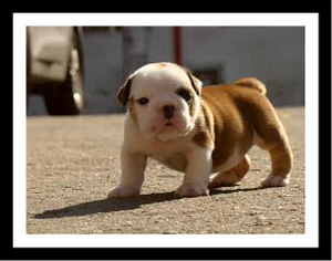 LINDOS BULLDOG INGLES EN VENTA