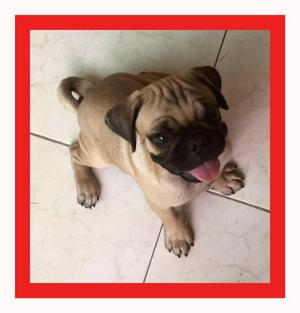 LINDOS PUG EN VENTA