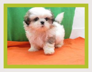 LINDOS SCHIH TZU EN VENTA