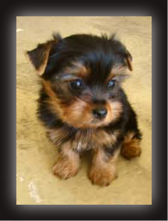 LINDOS Y HERMOSOS YORKY EN VENTA