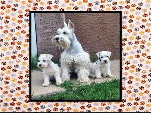 PELO ALABRE MINI SCHNAUZER