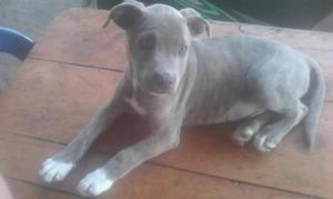 PERROS PITBULL