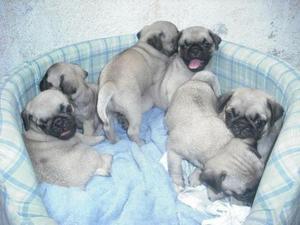 PUG CACHORROS DISPONIBLES