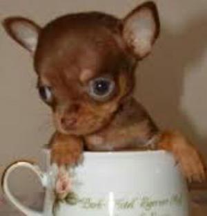 Pincher Chihuahua Chocolate