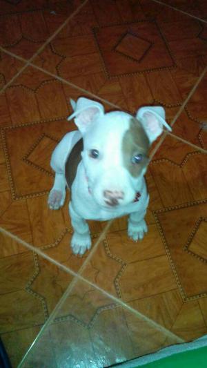 Pitbull