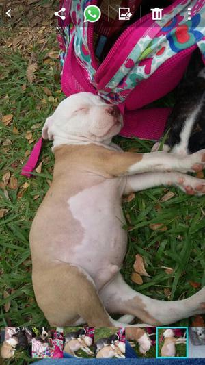 Pitbull